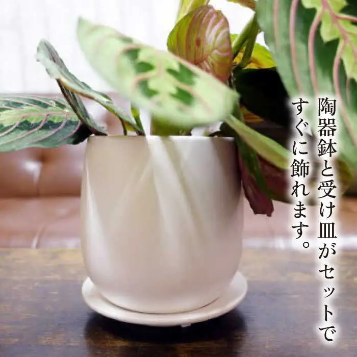 葉模様が独特で美しい 『マランタ・レウコネウラ・エリトロネウラ(ボスタス)』 糸島市 / cocoha 観葉植物 インテリア [AWB035]
