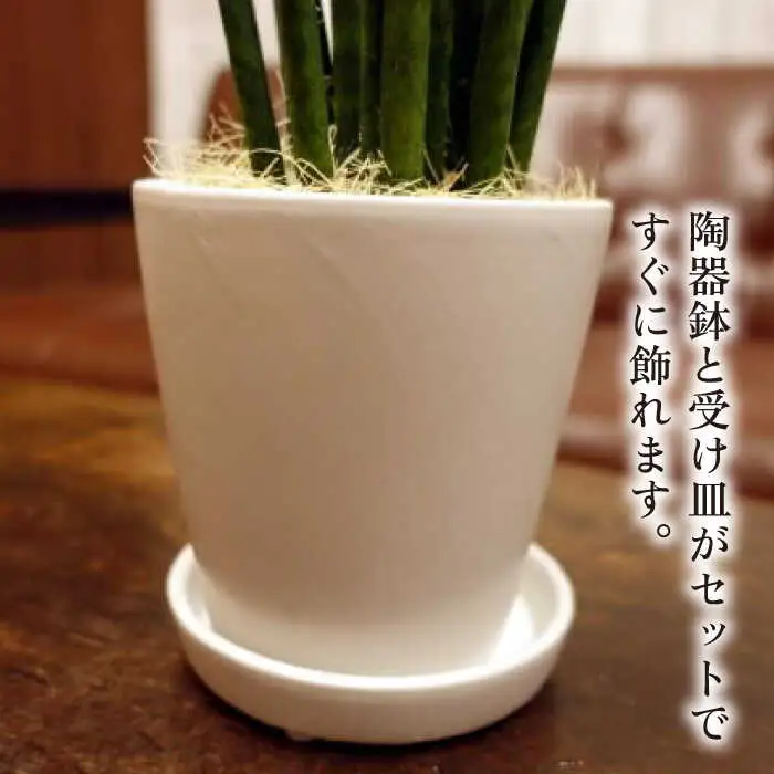 マイナスイオン発生植物 『サンスベリア・バキュラリス』 糸島市 / cocoha 観葉植物 グリーン インテリア [AWB036]