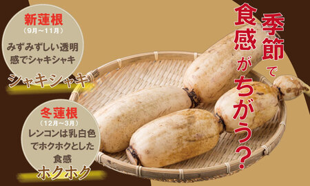 【先行予約】佐賀県産泥付きレンコン（2kg） 蓮根 レンコン 野菜 れんこん A070-029