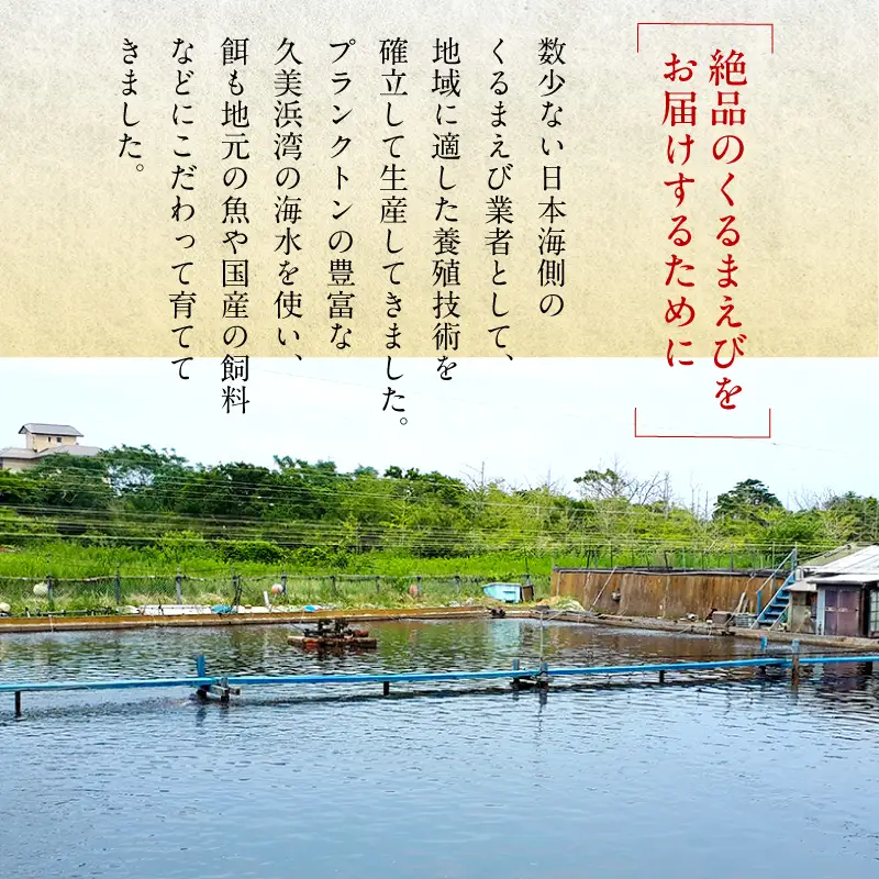 丹後の活きくるまえび 400g（13～20尾） えび