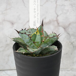 アガベ・チタノタ「藍鯨」 3.5号鉢 四国ガーデン 人気 多肉植物 インテリア 観葉植物 グリーン リラックス｜C78