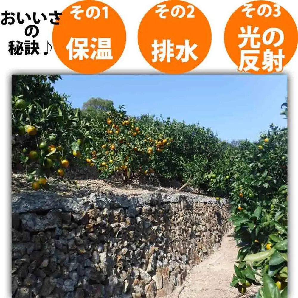 みかん 4kg ご家庭用　和歌山県有田川町産　有田みかん ありだみかん