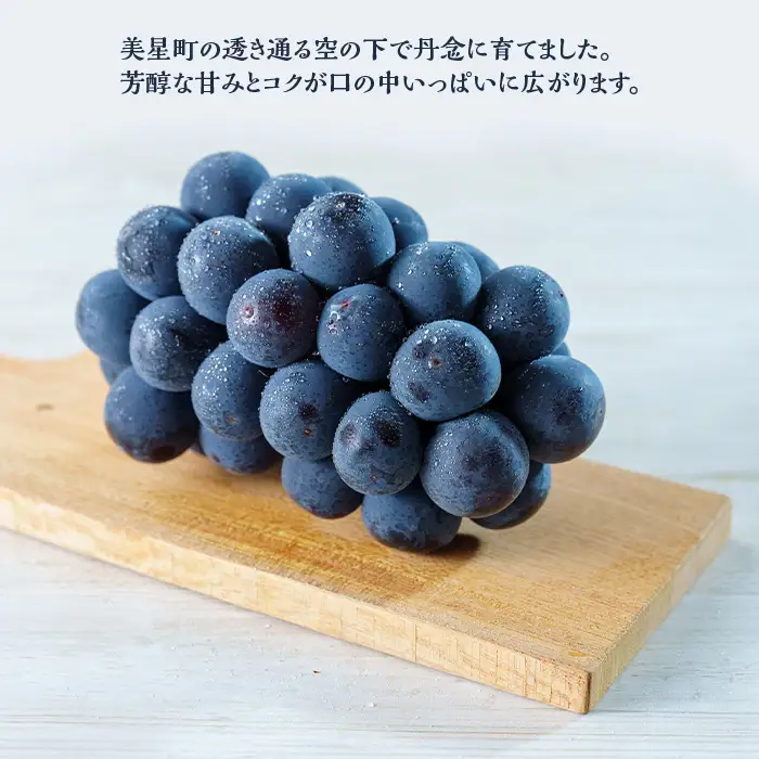岡山県井原市美星町産 ニューピオーネ 1kg箱（2房入り） ご家庭用【2026年8月下旬～9月下旬発送予定】