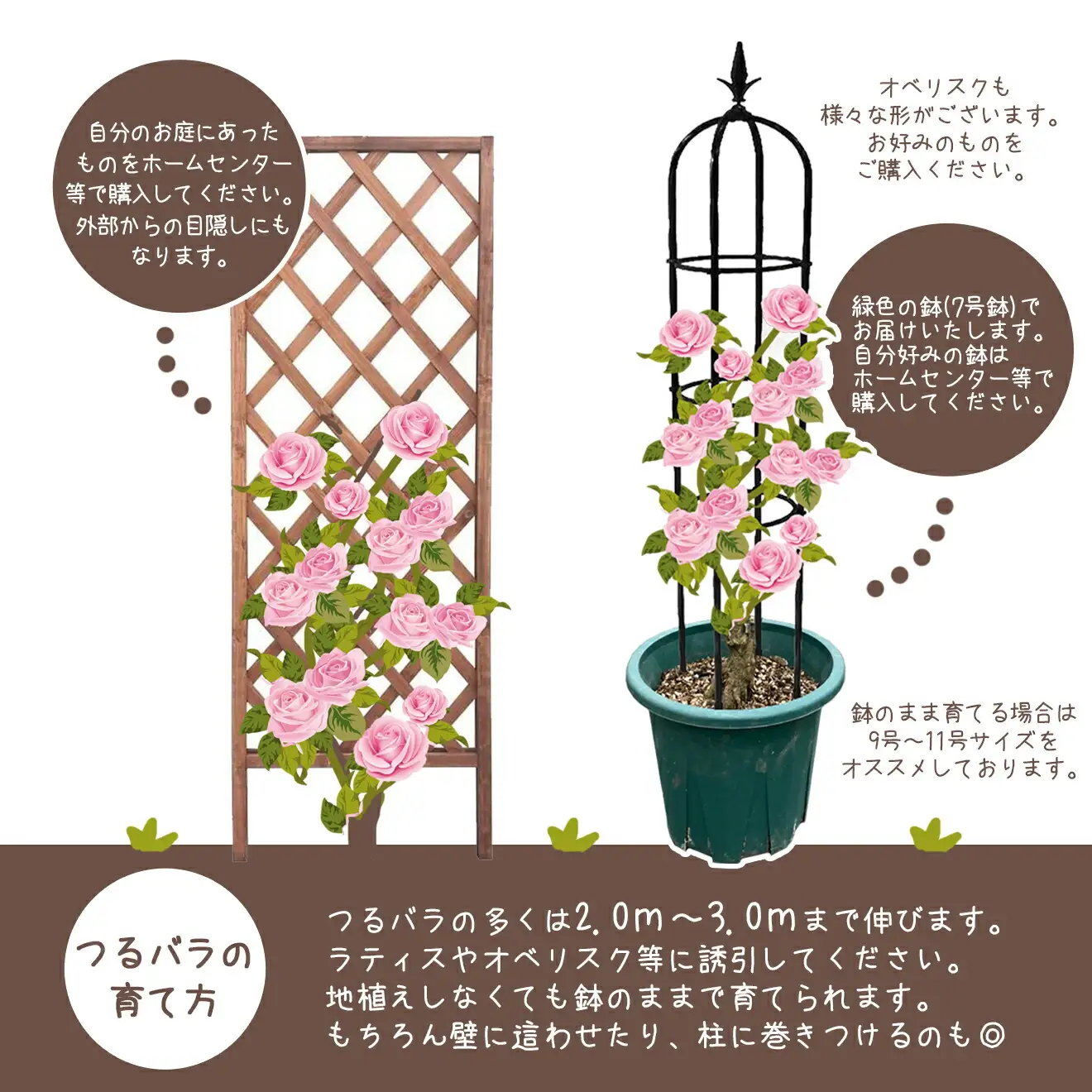 花巻温泉バラ園で育った「つるバラ大苗」7号サイズ -赤-   【1917】