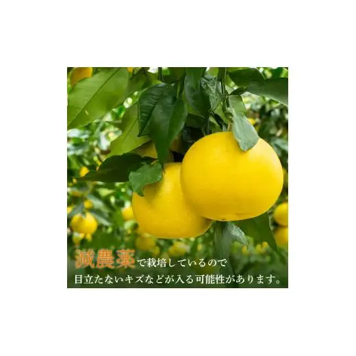 【2027年2月上旬から発送】 文旦 高知 5kg 秀品 3L 4L 早期予約 