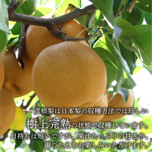 梨 旬 約3kg 彦根梨 豊水 9月発送