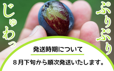 京都三和・丹波ぶどう(マスカットベリーA・1kg) 甘い 濃厚 大粒