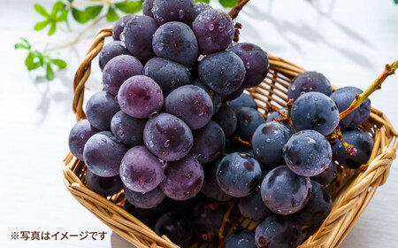 【先行受付】8月下旬より順次発送 旬のブドウ　3種詰め合わせ　約3kg　箱入り / ぶどう シャインマスカット しゃいんますかっと  フルーツ ふるーつ 果物 / 大村市 / 大又農園 [ACZO004]