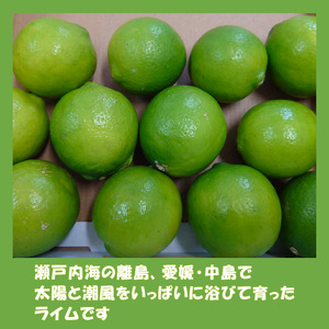 【2026年10月上旬から順次発送】ライム 1kg 中島みかん農園｜柑橘 果汁酸味 果物 くだもの 果実 国産 フルーツ 有名 愛媛 松山 瀬戸内 ビタミン 美味しい 生産者 直送 産直 無添加 ライムサワー ジュース チューハイ【NM021】