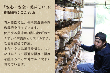 【2026年先行予約】【訳あり】生しいたけ 笠開き 約600g（12〜22個）《10月中旬～順次出荷》