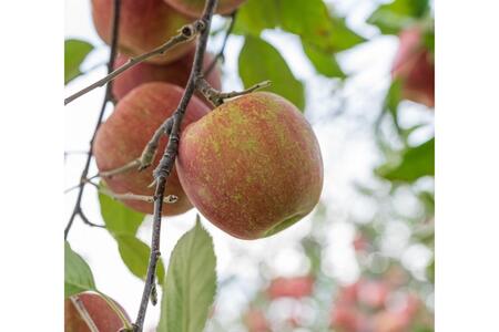 【2026年12月中旬発送】【訳あり】 りんご 約5kg サンふじ 青森県産 葉とらずりんご