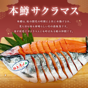 本鱒（サクラマス）船上活〆半身切り身【甘口塩】（半身約700g～1000g） ｜ サクラマス