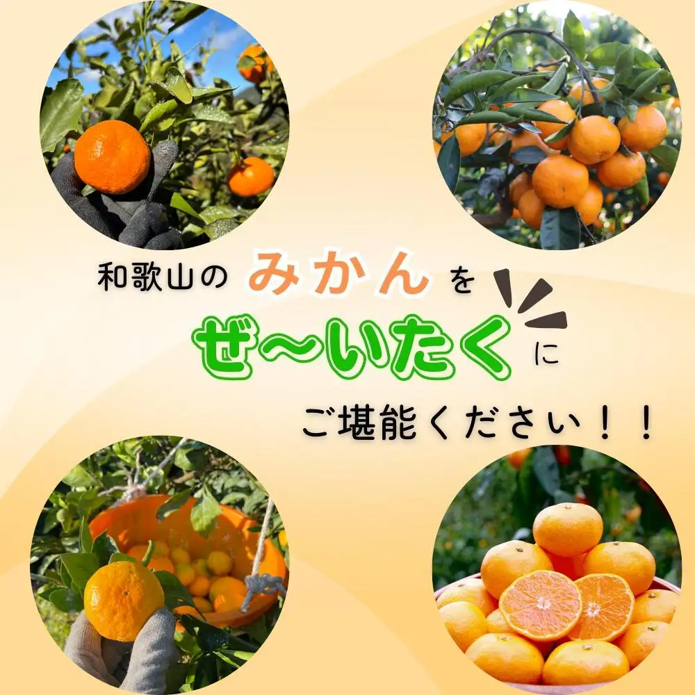 【全4回定期便】樹上完熟みかんフルコース【10月20日まで】 / 宮川早生みかん・ゆら早生・きゅうき・上野早生※2026年10月より発送 / 和歌山県 ミカン フルーツ 果物 柑橘 田辺市 みかん くだもの【nak042-tk】