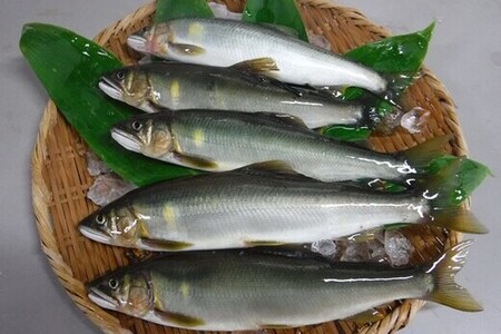 天然 鮎 1.3kg  冷蔵  【鮎】 あゆ アユ 川魚