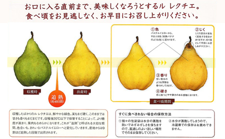 【2026年11月下旬配送】 ル レクチエ 【贈答用】 2kg 5～7玉 野沢果樹園 西洋梨 Le Lectier 新潟 