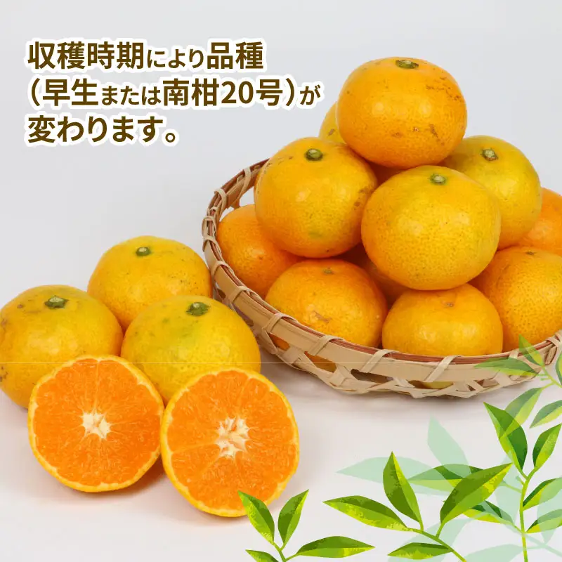 訳あり 小玉 みかん 9kg サイズ 不揃い 植村農園 小玉 B010-153010