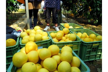 国産(美浜町産)グレープフルーツオーナー制度 〇