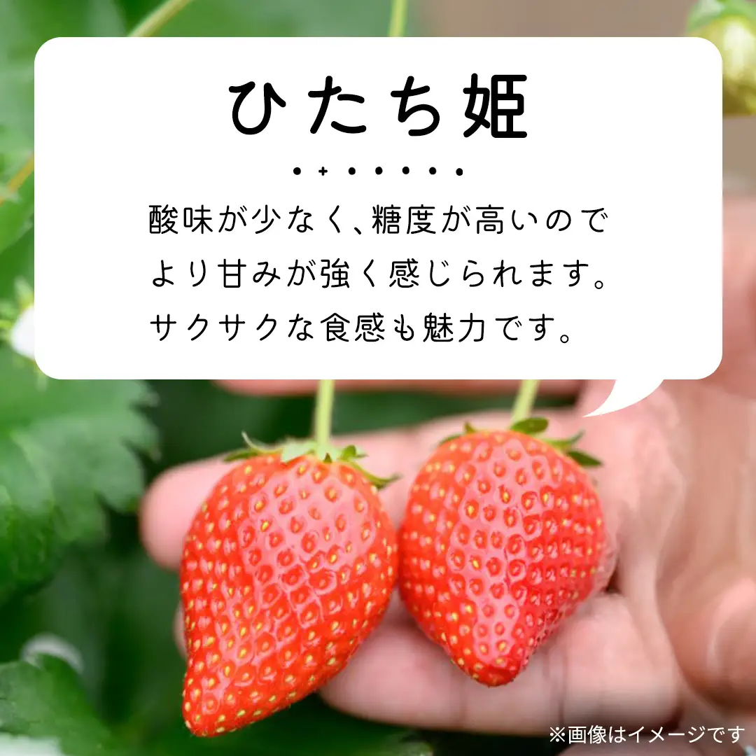 【 先行予約 】 【 定期コース 】 厳選 いちご 4パック 【 毎月 第1木曜に全3回発送 初回発送 2027年1月7日 】 (常陸太田市 共通返礼品 ) 