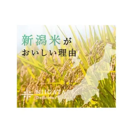 米〈4～7営業日で発送〉令和7年産 新潟見附市産コシヒカリ10kg（5kg×2）　田中米穀