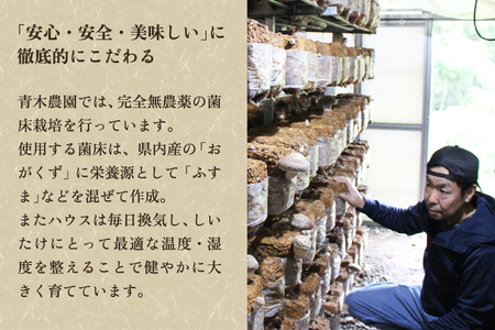 【2026年先行予約】菌床きのこ栽培キット なめこ 1株入り《10月上旬から順次発送》栽培キット 自家栽培