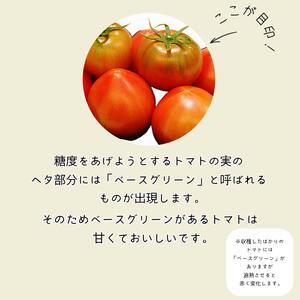 【先行予約】 2025年2月発送 ももりこトマト 約 2kg 約250g×8パック トマト トマト トマト トマト トマト