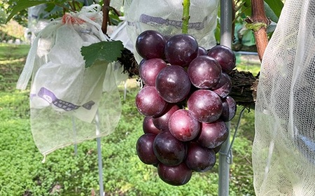 2403ナガノパープル2.2kg（3～5房）【2026年9月上旬頃発送予定】