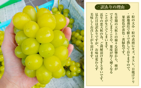 【ふるなびWEEK対象】【数量限定】粒パック 訳あり シャインマスカット 約1kg （2パック） 【2026年8月下旬～11月上旬発送開始予定】