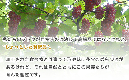 予約受付＜旬のブドウ 西予市産 藤稔 約1.5kg＞ 果物 フルーツ ぶどう 葡萄 ふじみのり あっさり 黒系 食べやすい おいしい 大粒 期間限定 季節限定 食べて応援 特産品 愛媛県 西予市【冷蔵】『2026年8月中旬から8月末迄に順次出荷予定』URK0009