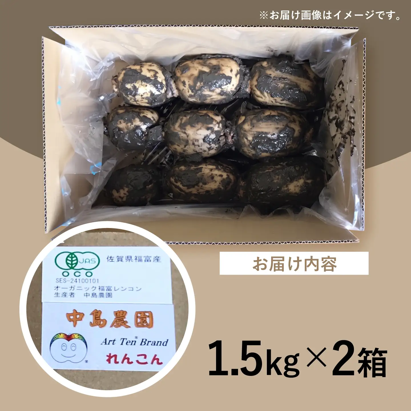 【泥付き】【2026年9月〜発送】節切り 福富れんこん 約3kg（1.5kg×2箱） / れんこん [IBC004]