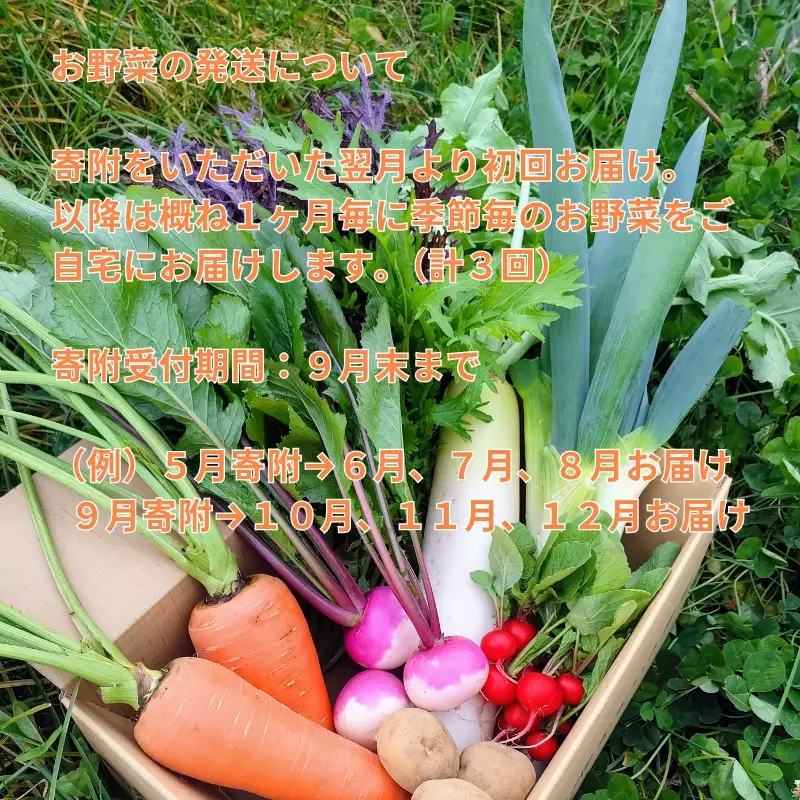【定期便全3回】朝採れおまかせ旬の高原野菜 7種セット (出荷時期 : 2026年6月～12月／北海道・沖縄県・離島は配送不可) 【 産地直送 高原野菜 産直 季節の旬の野菜 農薬 化学肥料 不使用 長野県 佐久市 岩渕なないろ農園 】