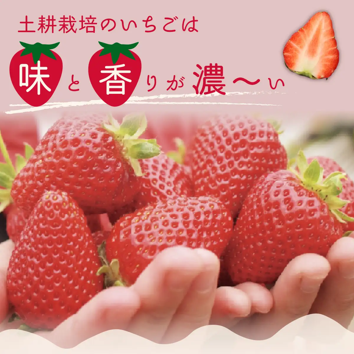 いちご 特大 デラックス 大粒いちご いばらキッス2パック