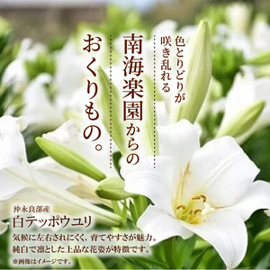 ■沖永良部島産 白テッポウユリ（ えらぶ百合 ）球根Mサイズ（15～18球） W008-019u 雑貨 日用品 花