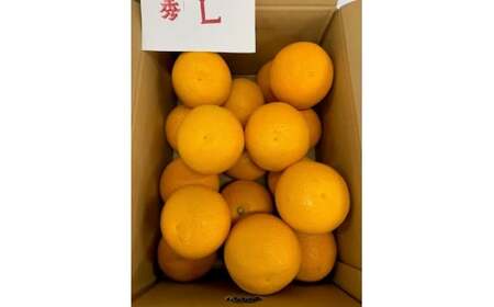 【2027年先行受付】はっさく 赤秀品 Lサイズ 5kg ※着日指定不可
_BF6067