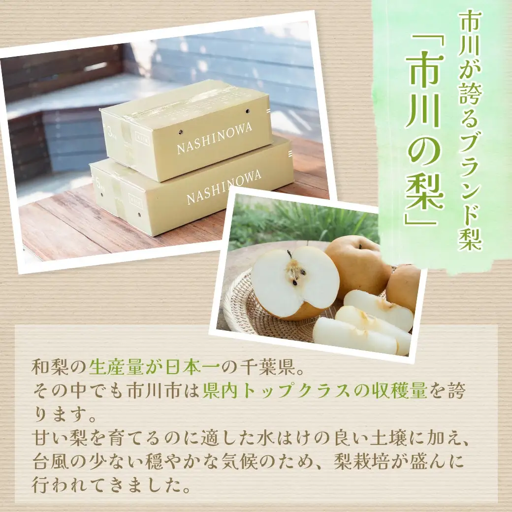 市川の梨　幸水　5kg（13～18玉）　【12203-0258】