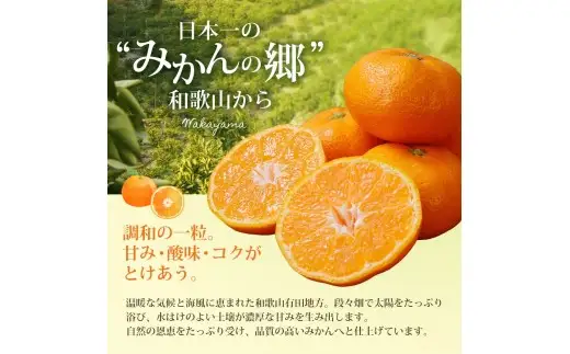 訳あり 有田みかん 約5kg みかん【nuk161E】