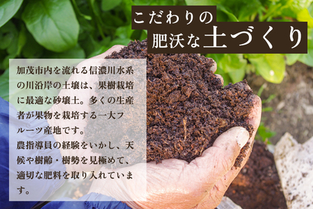 【2024年】新潟特産 幻の洋梨 ル・レクチェ 2kg 【家庭用】（5～7玉）《11月下旬から順次発送》果物 フルーツ 新潟特産 加茂市産ル・レクチェ 梨 西洋梨 加茂市 源ちゃん農園