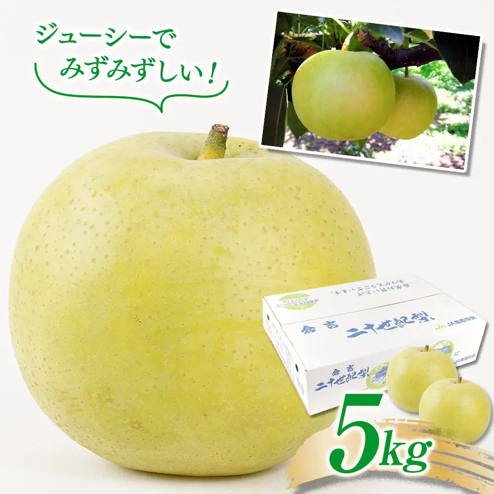 梨 二十世紀梨 鳥取産 5kg× 1箱