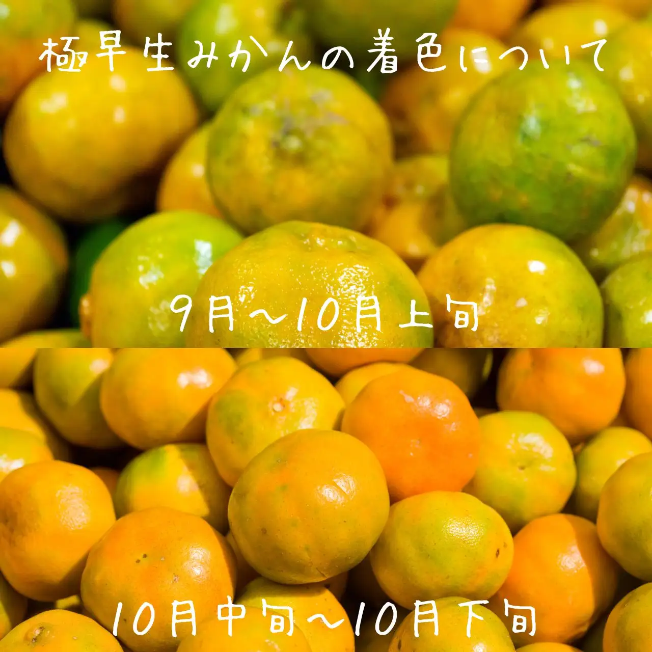 【訳あり】 極早生 みかん 3kg 極 早生みかん 木負観光みかん園