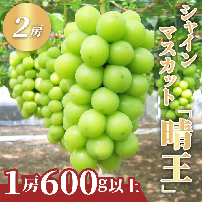 岡山県産 フルーツ定期便 4回コース【2026年産】