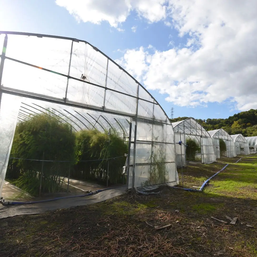 【2027年度産 先行予約】極太 北海道産 春採りグリーンアスパラガス 約800g 3L～2L 岸本農場