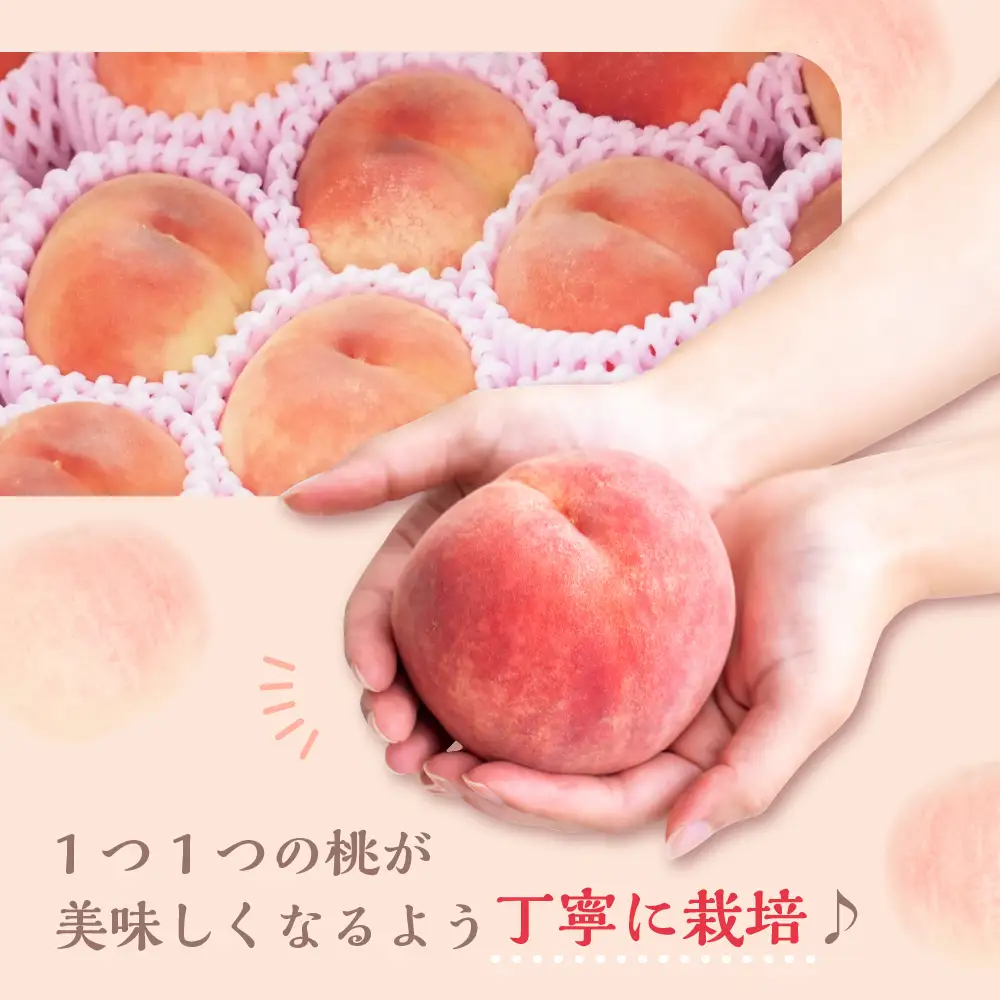  【 令和8年産 】 白桃 （ もも ） 3kg ( 6 ～ 11玉 ) 品種 おまかせ 〔 8月上旬 ～ 9月上旬頃お届け 〕 2025年産 産地直送
