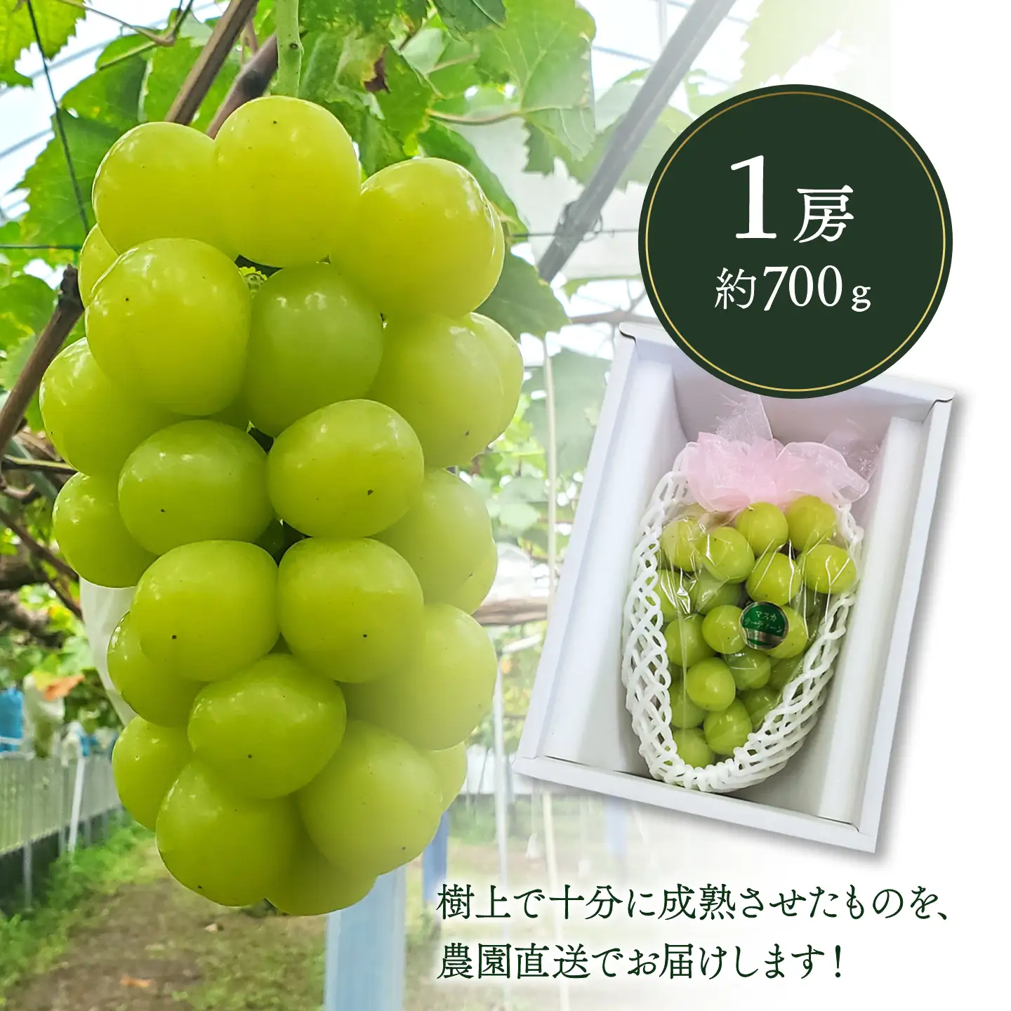 マスカ・サーティーン （1房・約700g）種なしぶどう