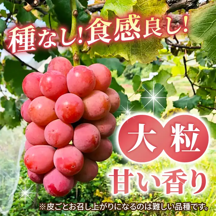 【2026年発送】東御市産シャインマスカット＆クイーンニーナのセット｜長野県 長野 人気 ぶどう 贈答用 ギフト ２房 フルーツ 果物 おすすめ 厳選 種無し※2026年9月中旬以降発送予定