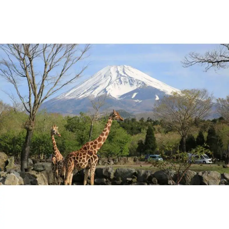 富士サファリパーク入園券 【大人2枚、小人3枚】 サファリパーク 動物園 動物 餌やり えさやり ふれあい 子供 こども 家族 お出かけ スポット 裾野市 裾野