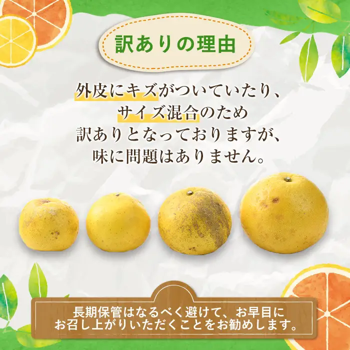 ＜先行予約受付中！2027年1月以降順次発送予定＞訳ありサワーポメロ(約10kg) 国産 果物 フルーツ 柑橘 甘味 酸味 デザート おやつ【松永青果】akn053-16