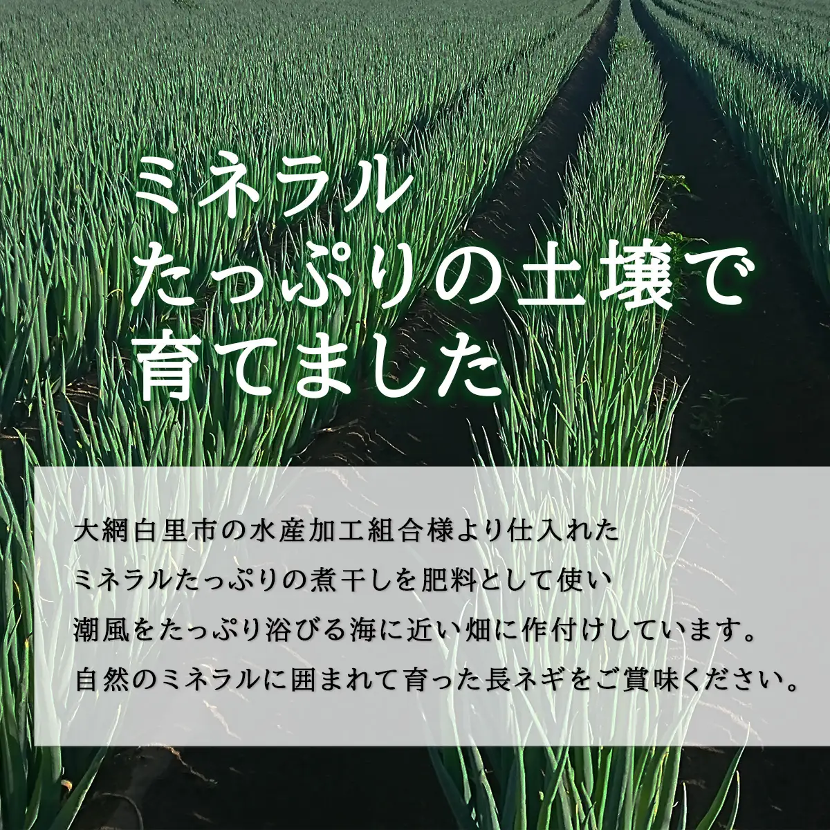 ★先行予約★【2026年12月発送開始予定】千葉県大網白里市産　長ネギ　L～2Lサイズ　3㎏（約18本～27本）／ふるさと納税 長ネギ 長ねぎ 長葱 ネギ ねぎ 葱 野菜 鍋 先行予約 先行受付 千葉県 大網白里市 AV002