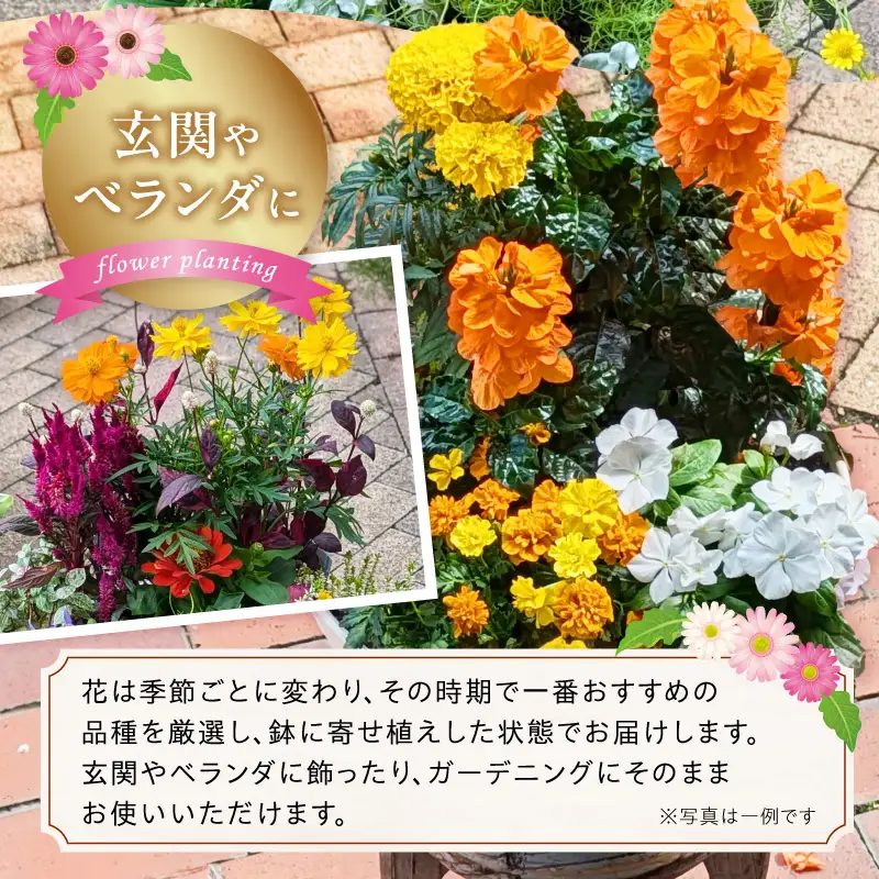 ガーデニング 季節の寄せ植え 花 寄せ植え 鉢 鉢植え 花屋 季節 旬 園芸 ガーデニング おまかせ [142F01] 