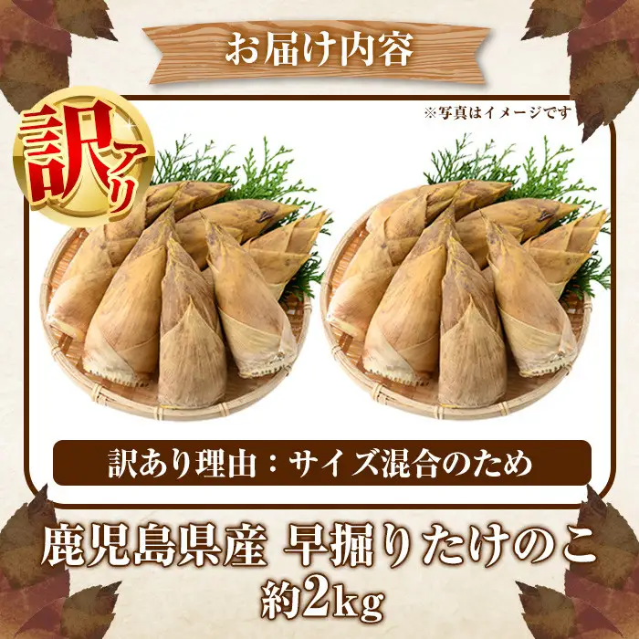 ＜先行予約受付中！2026年12月上旬以降順次発送予定＞訳あり！鹿児島県産 早掘りたけのこ(約2kg) 国産 野菜 たけのこ タケノコ 筍 旬 煮物 水煮 天ぷら つくだ煮【松永青果】akn053-29