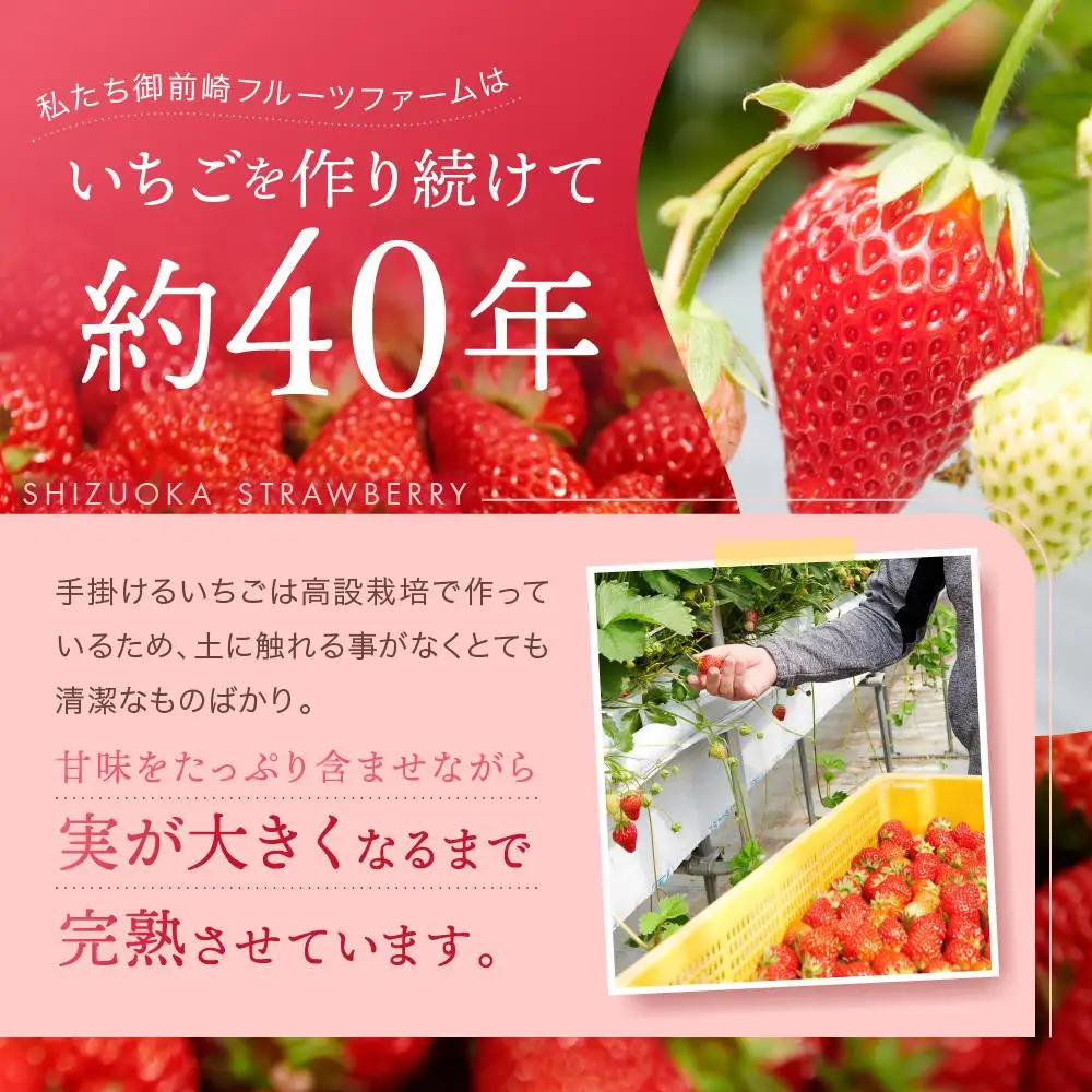 【2027年 先行予約】 農家直送！甘くて大好評　静岡いちご　DX　高糖度　1100g 程度（270～280g×4パック）甘くて地元大人気！やみつきリピーター多数　御前崎産　数量限定