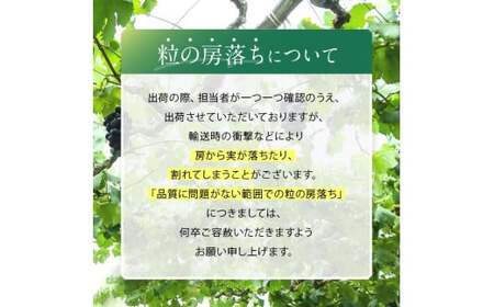 【2026年先行予約】 農家さん応援！【 ご家庭用 】訳あり シャインマスカット 約 2kg 【9月下旬頃～発送予定】